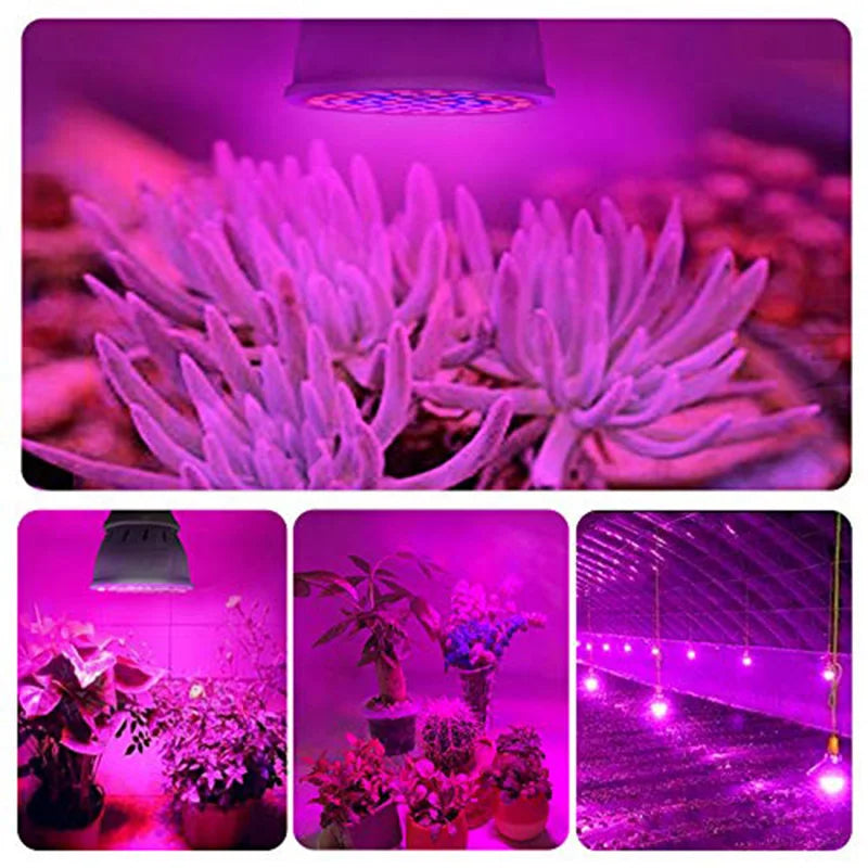 LED Pflanzenlampe E27 – Vollspektrum, 60/80 LEDs & Indoor